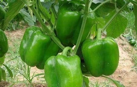 越夏甜椒怎么提高座果率