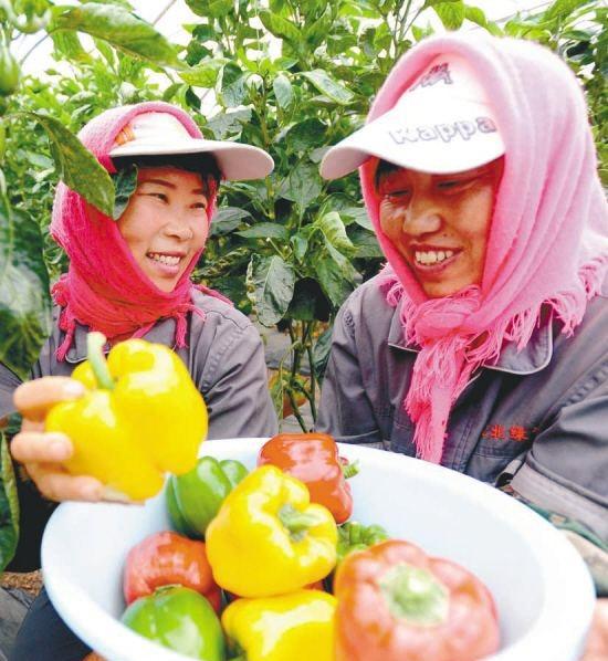 越夏甜椒怎么提高座果率