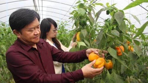 越夏甜椒怎么提高座果率