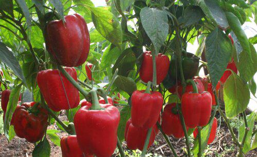 越夏甜椒怎么提高座果率