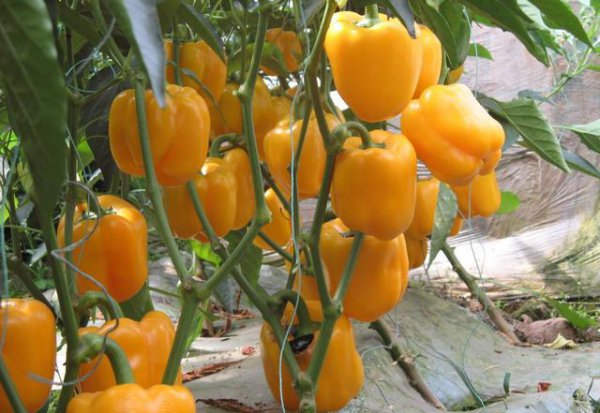 越夏甜椒怎么提高座果率