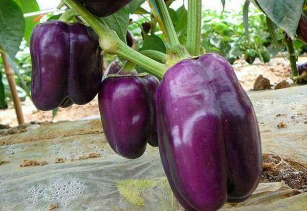 越夏甜椒怎么提高座果率