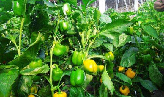 越夏甜椒怎么提高座果率