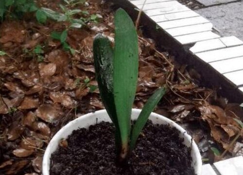 怎么才能让君子兰狂长到爆盆