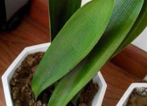 怎么才能让君子兰狂长到爆盆