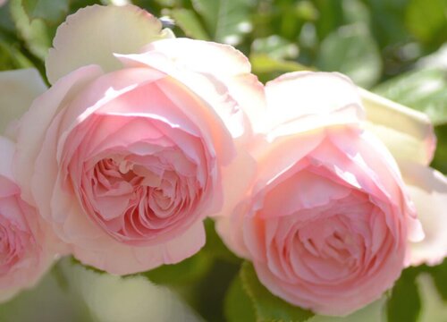 龙沙宝石花期是什么时候