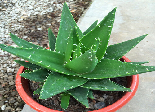 不夜城芦荟会开花吗