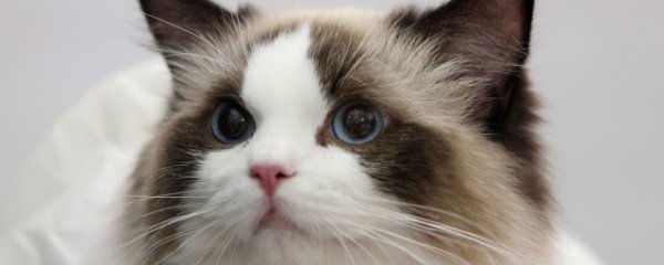 猫咪乱拉屎怎么办