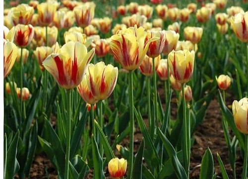 郁金香什么时候种植最好