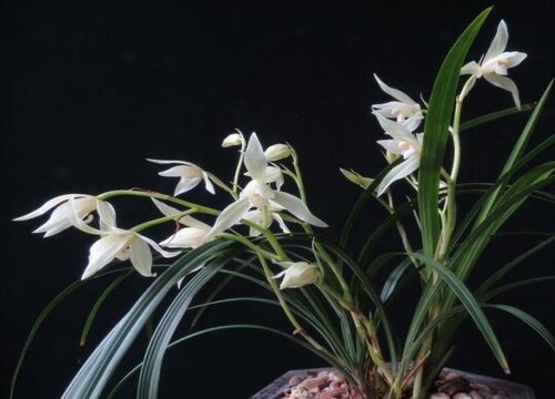 兰花冬天开花养护