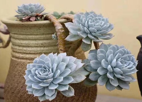 蓝石莲怎么修剪方法