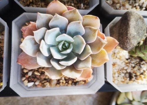 蓝石莲怎么修剪方法