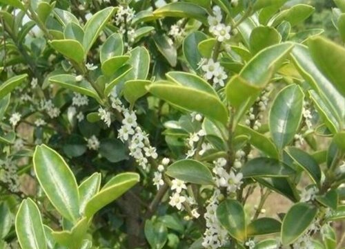 冬青的花语和寓意解释