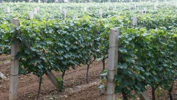 葡萄扦插育苗技术要点