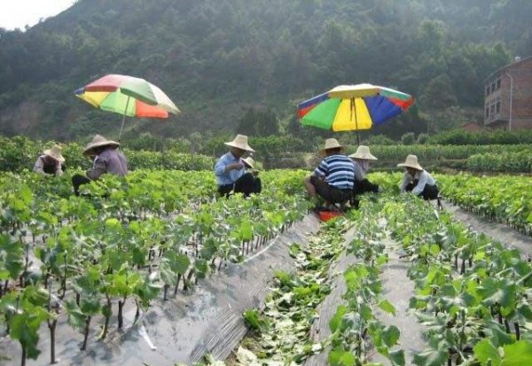 葡萄扦插育苗技术要点