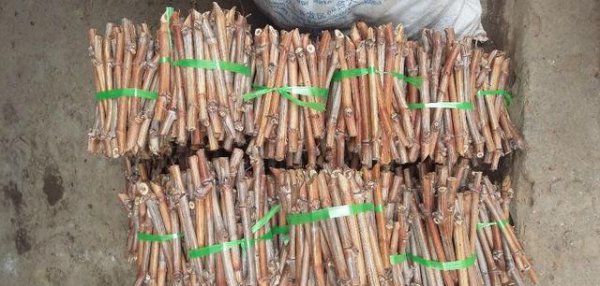 葡萄扦插育苗技术要点