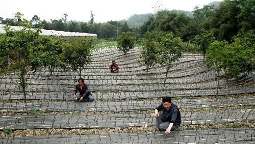 葡萄扦插育苗技术要点