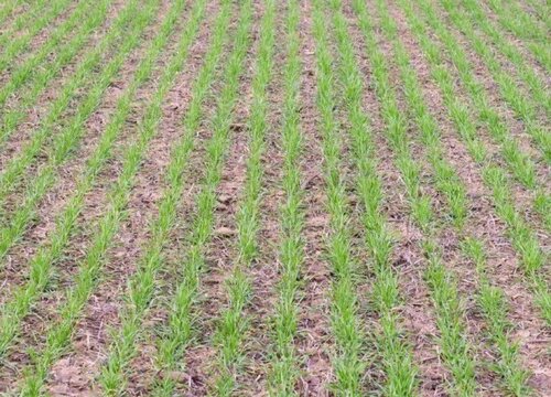 小麦种子怎么发芽快