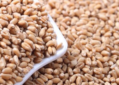 小麦种子怎么发芽快