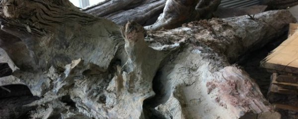 乌木可以放在客厅吗