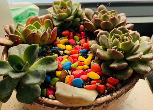 新手养护多肉容易出现的误区