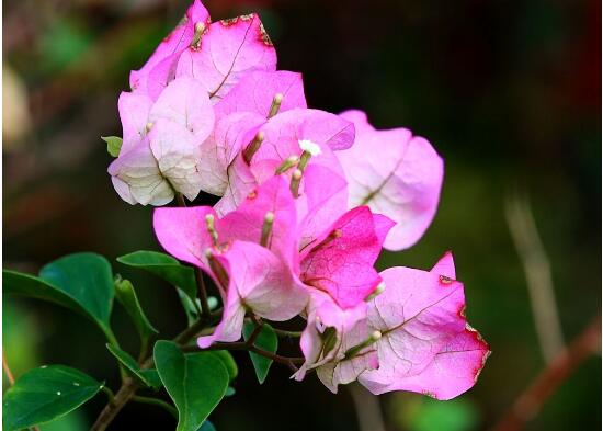 三角梅是哪个城市的市花