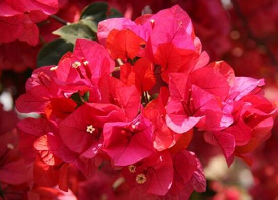 三角梅是哪个城市的市花