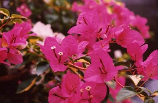 三角梅是哪个城市的市花