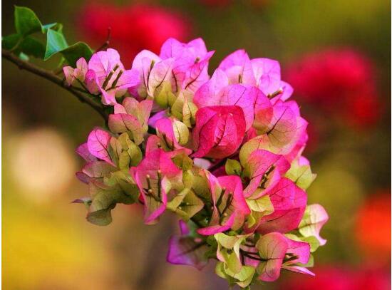 三角梅是哪个城市的市花