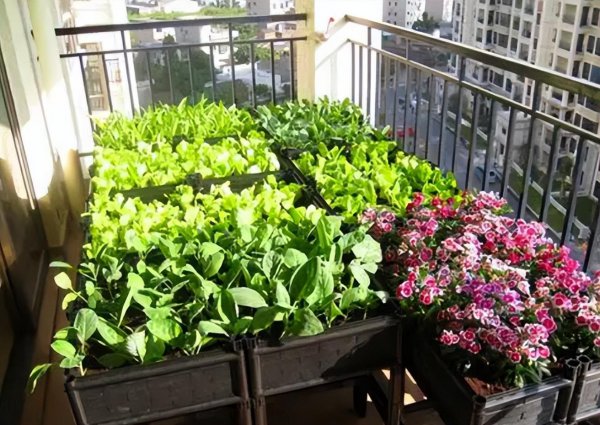 买回来的营养土可以直接种菜吗