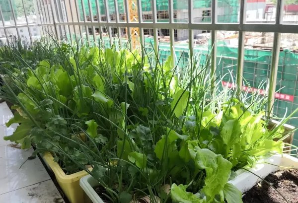 买回来的营养土可以直接种菜吗