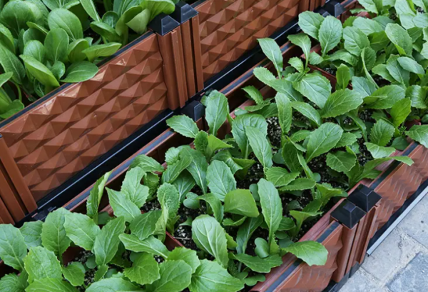 买回来的营养土可以直接种菜吗