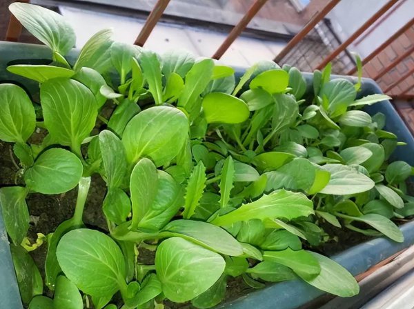 买回来的营养土可以直接种菜吗