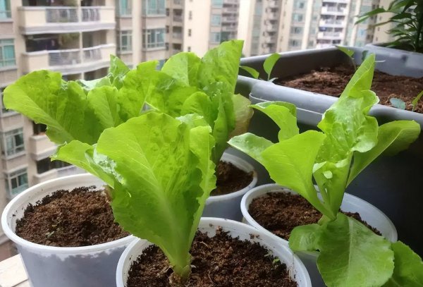 买回来的营养土可以直接种菜吗