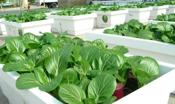 买回来的营养土可以直接种菜吗