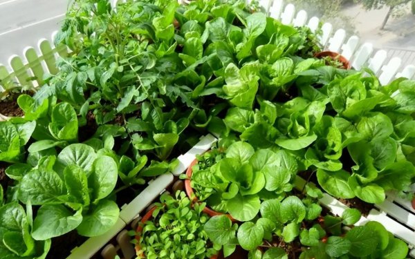 买回来的营养土可以直接种菜吗