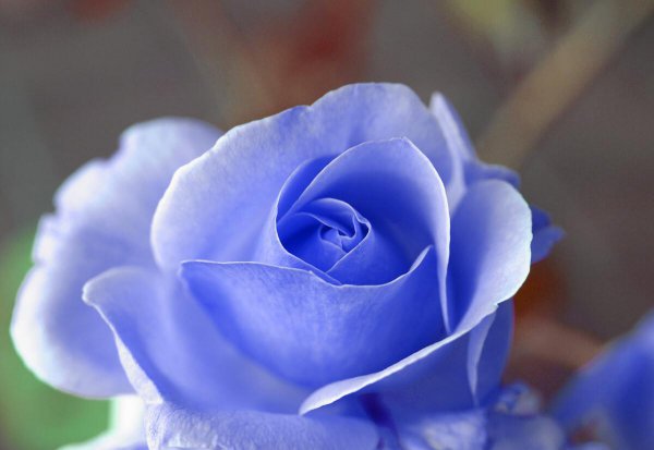 送三朵玫瑰花是什么意思