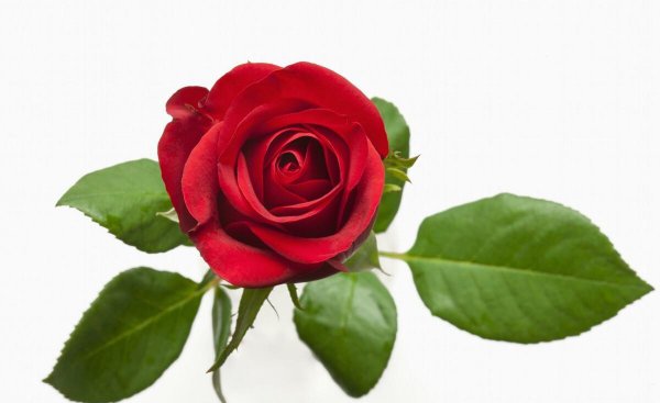 送三朵玫瑰花是什么意思