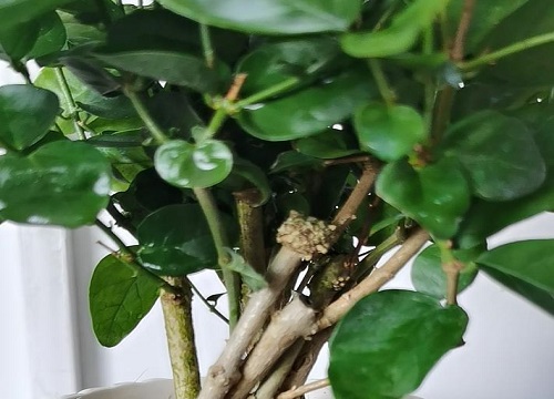 茉莉花怎样剪枝才能开花最旺