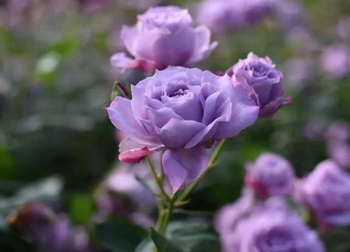 诺瓦利斯月季优缺点介绍