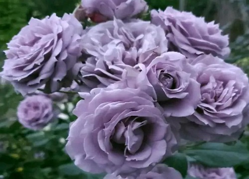 诺瓦利斯月季优缺点介绍