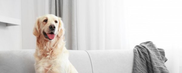 属狗几月出生最好命运