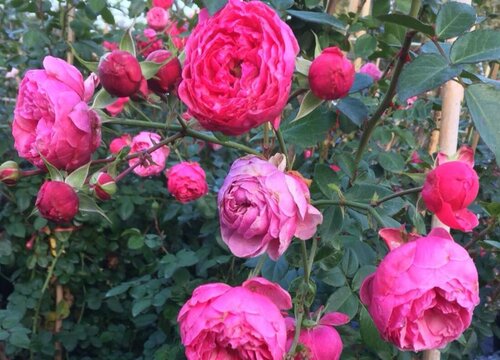 艾拉绒球怎么修剪好看