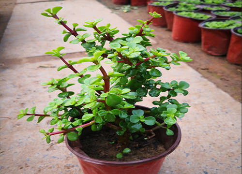 入冬后怎么养玉树就能轻松过冬