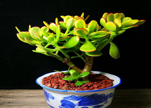 入冬后怎么养玉树就能轻松过冬