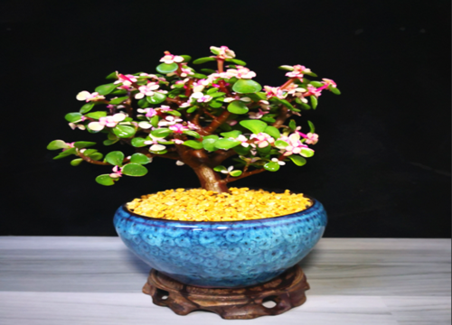 入冬后怎么养玉树就能轻松过冬