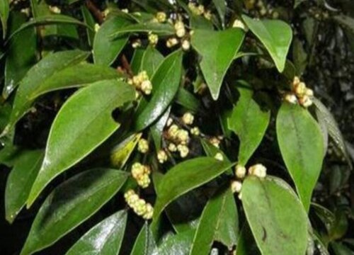 香叶长什么样子图片