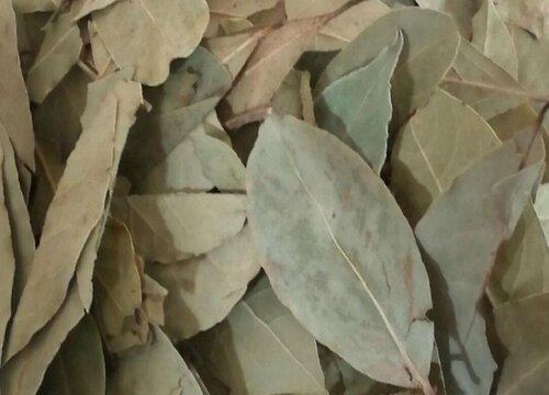 香叶长什么样子图片