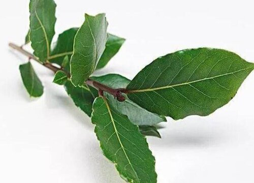 香叶长什么样子图片