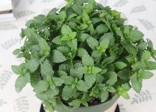 薄荷室内可以种吗